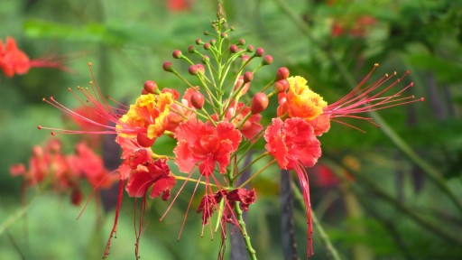 Peacock flower (Caesalpinia pulcherrima)