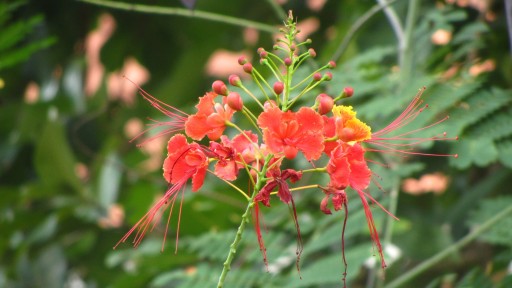 Peacock flower (Caesalpinia pulcherrima)