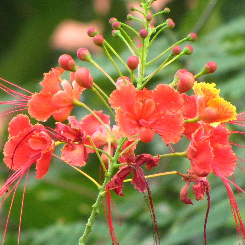 Peacock flower (Caesalpinia pulcherrima)