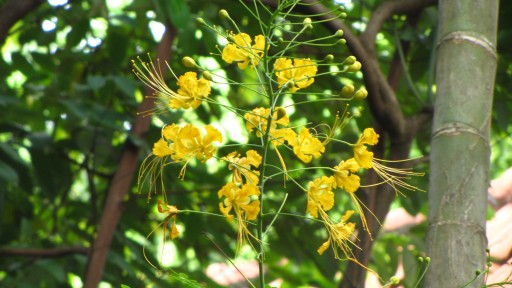 Peacock flower (Caesalpinia pulcherrima)