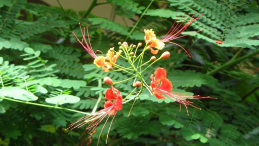 Peacock flower (Caesalpinia pulcherrima)