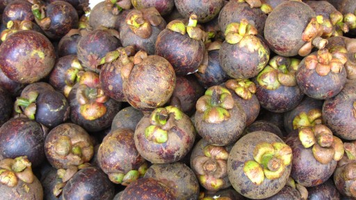 Purple mangosteen (Garcinia mangostana)