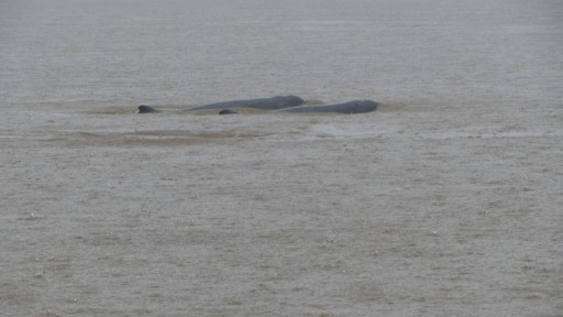 Irrawaddy dolphin (Orcaella brevirostris)