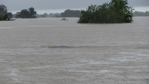 Irrawaddy dolphin (Orcaella brevirostris)