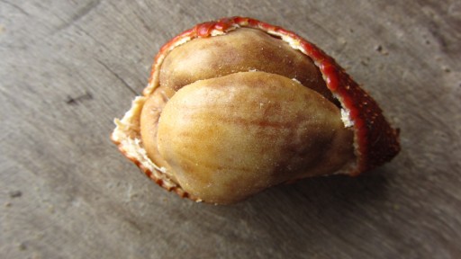 Salak (Salacca zalacca)