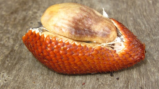 Salak (Salacca zalacca)