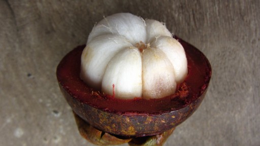 Purple mangosteen (Garcinia mangostana)