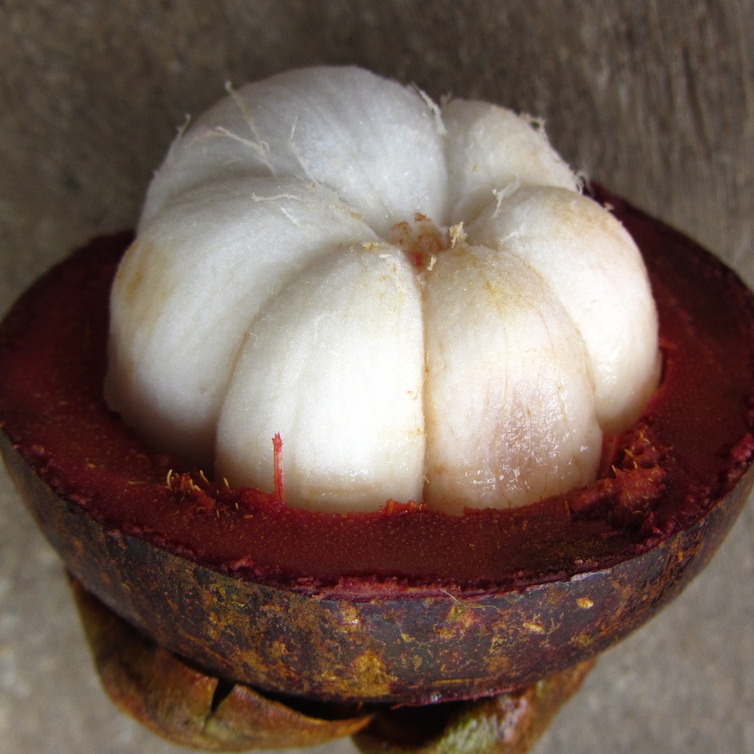 Purple mangosteen (Garcinia mangostana)
