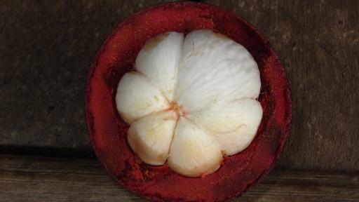 Purple mangosteen (Garcinia mangostana)