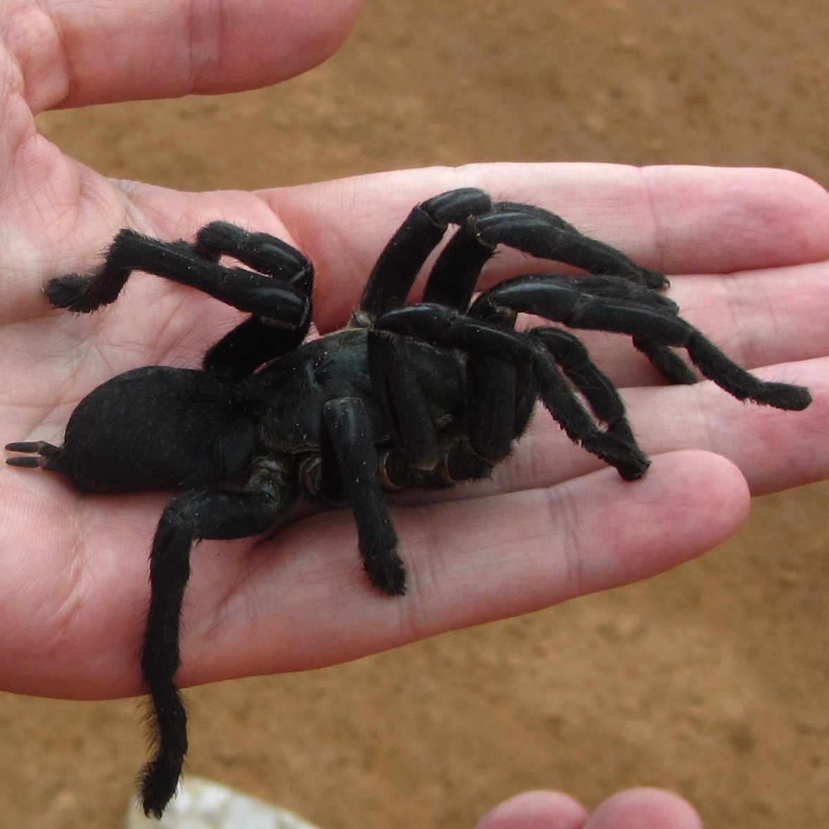 Asian Black Tarantula (Haplopelma)