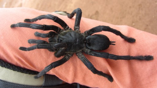 Asian Black Tarantula (Haplopelma)