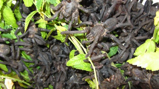 Asian Black Tarantula (Haplopelma)