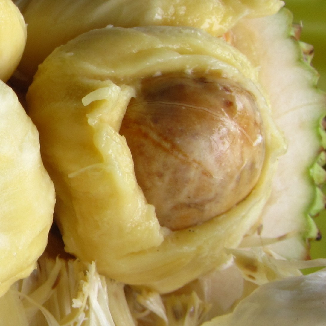 Cempedak (Artocarpus integer)