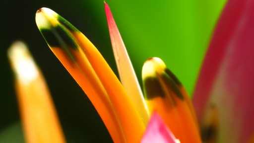 False Bird of Paradise (Heliconia psittacorum)