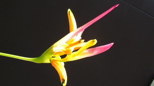 False Bird of Paradise (Heliconia psittacorum)