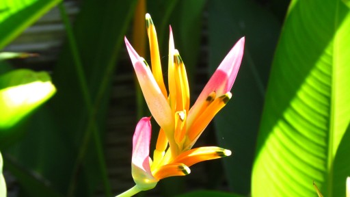 False Bird of Paradise (Heliconia psittacorum)