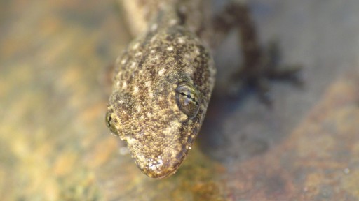 Common House Gecko (Hemidactylus frenatus)