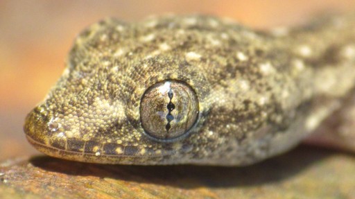 Common House Gecko (Hemidactylus frenatus)