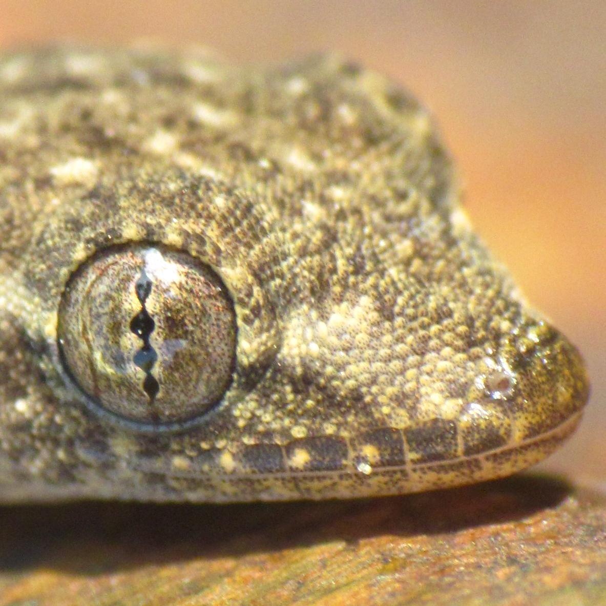 Common House Gecko (Hemidactylus frenatus)