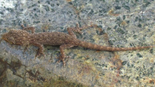 Common House Gecko (Hemidactylus frenatus)