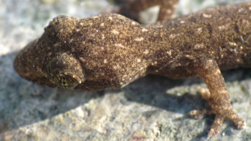 Common House Gecko (Hemidactylus frenatus)