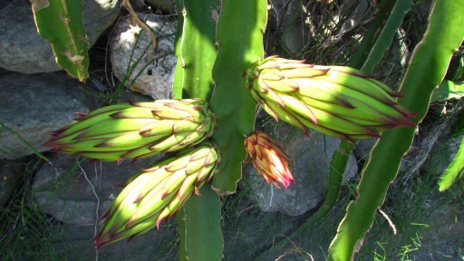 Dragon fruit (Hylocereus undatus)