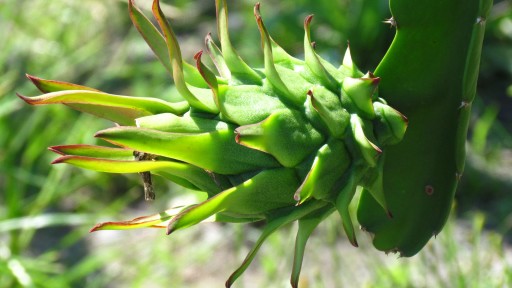Dragon fruit (Hylocereus undatus)