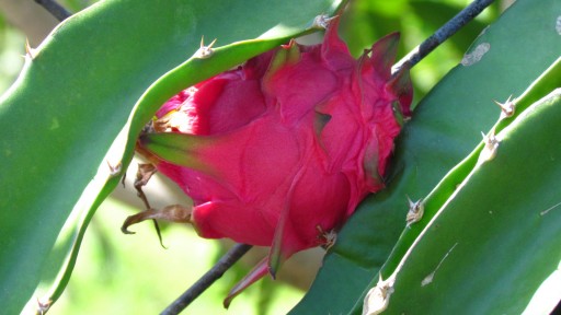 Dragon fruit (Hylocereus undatus)