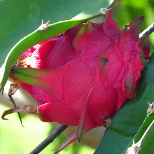 Dragon fruit (Hylocereus undatus)