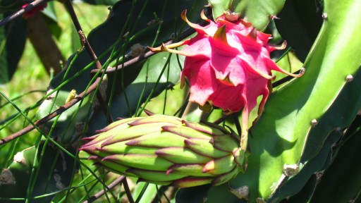 Dragon fruit (Hylocereus undatus)