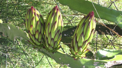 Dragon fruit (Hylocereus undatus)