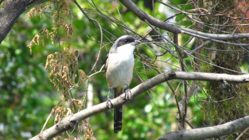 Long-tailed shrike (Lanius schach)