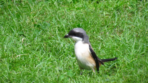 Long-tailed shrike (Lanius schach)