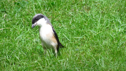 Long-tailed shrike (Lanius schach)