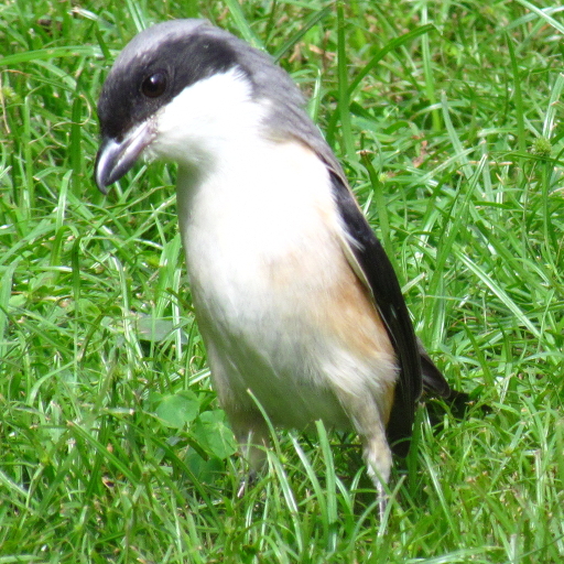 Long-tailed shrike (Lanius schach)