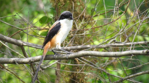 Long-tailed shrike (Lanius schach)