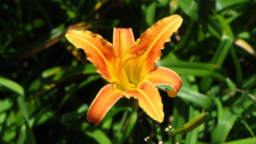 Orange dailily (Hemerocallis fulva)