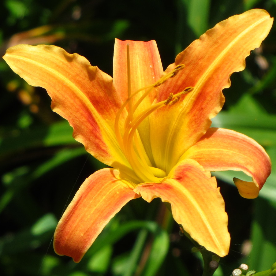 Orange dailily (Hemerocallis fulva)