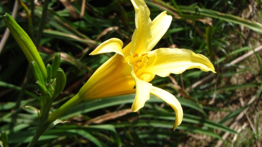 Lemon daylily (Hemerocallis lilioasphodelus)
