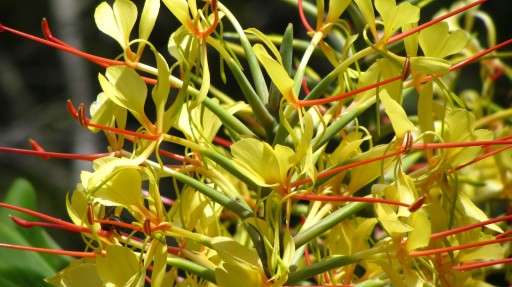 Kahili Ginger (Hedychium gardnerianum)