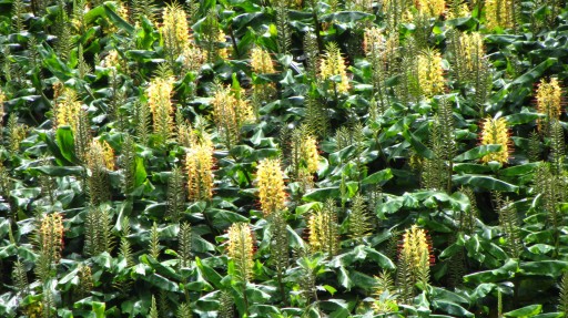 Kahili Ginger (Hedychium gardnerianum)