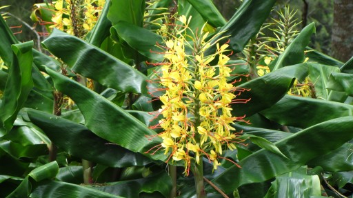 Kahili Ginger (Hedychium gardnerianum)