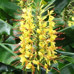 Kahili Ginger (Hedychium gardnerianum)