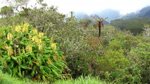 Kahili Ginger (Hedychium gardnerianum)