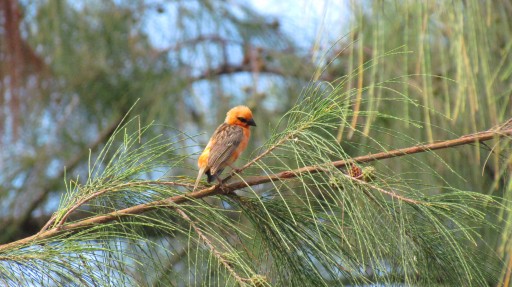 Red Fody (Foudia madagascariensis)