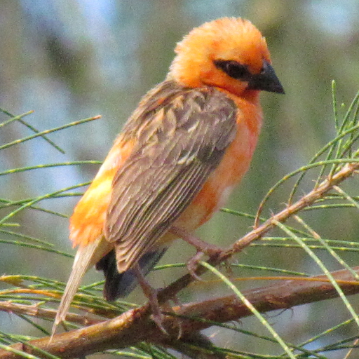 Red Fody (Foudia madagascariensis)
