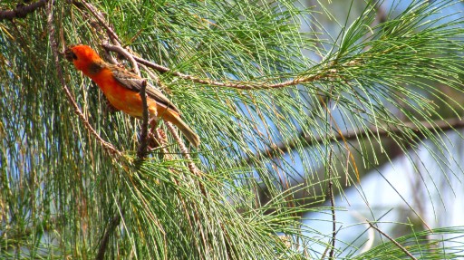 Red Fody (Foudia madagascariensis)