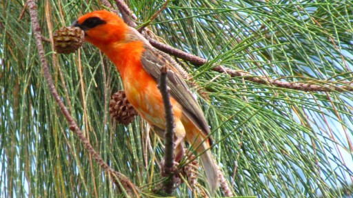 Red Fody (Foudia madagascariensis)