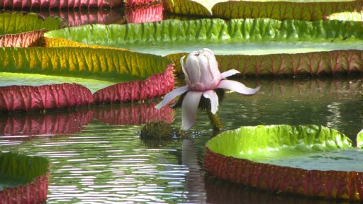 Queen Victoria's water lily (Victoria amazonica)