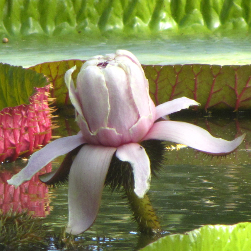 Queen Victoria's water lily (Victoria amazonica)